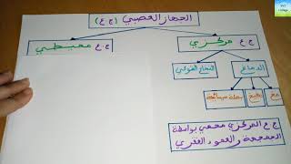 الثالثة اعدادي - أجي تفهم مكونات الجهازالعصبي بخطاطة مبسطة