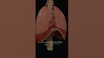 الله اقرب إليك من حبل الوريد 🤍.| #قرآن #تلاوة_خاشعة #اسلام_صبحي #راحة_نفسية #تابعوني #اكسبلور #لايك