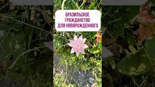 Бразильское гражданство для новорожденного #гражданство  #паспорт #новорожденный