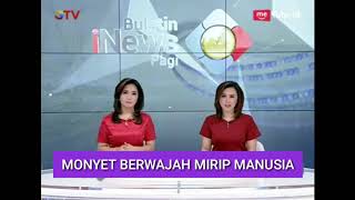 Monyet berwajah mirip manusiaa !!!!! Virall