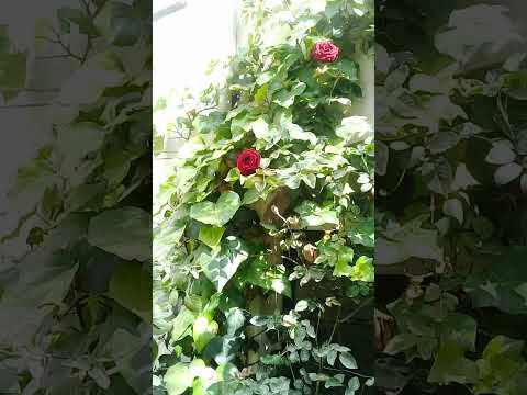 ورد جوري رائع في حديقة المنزل