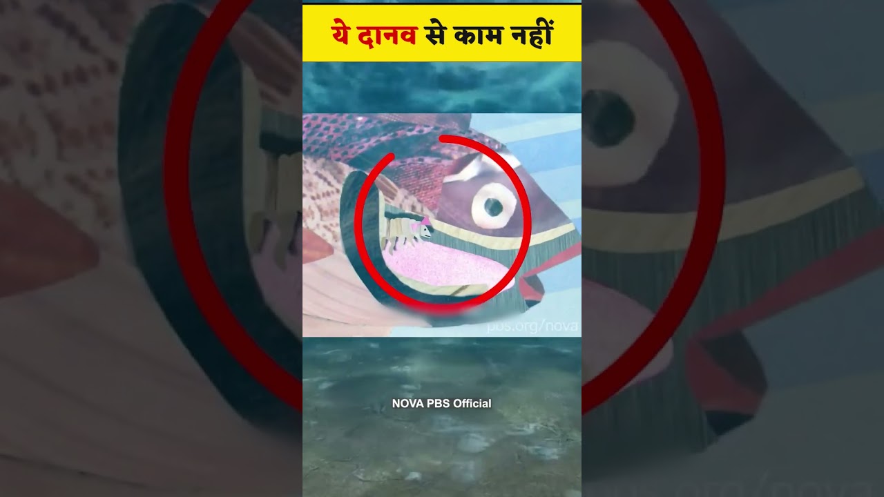 Zombie मछली बचके रहना 