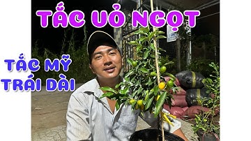 Cây tắc Mỹ trái dài | Cây tắc vỏ ngọt | 0386569374 - Ngọc Ngân Bến Tre | Chuyên cây độc lạ