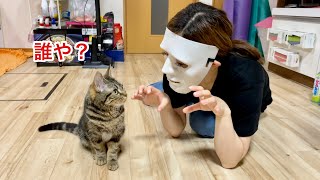 子猫の目の前に突然不審者が乱入した時の反応がこちらですw
