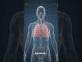 🫁 Amazing Facts About Human Lungs #shorts🇮🇳
