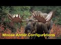 Alaska Moose Antler Configurations