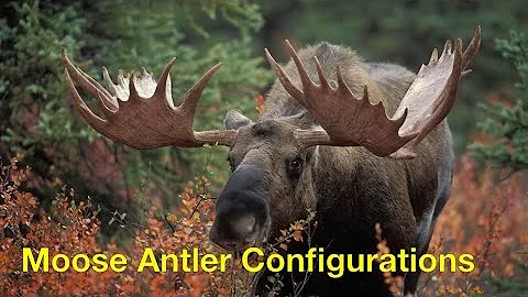 Alaska Moose Antler Configurations