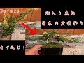 斑入り真柏の盆栽作り‼️Variegated Juniper   How to create bonsai ミニ盆栽 豆盆栽 小品盆栽