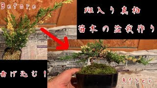 斑入り真柏の盆栽作り‼️Variegated Juniper   How to create bonsai ミニ盆栽 豆盆栽 小品盆栽