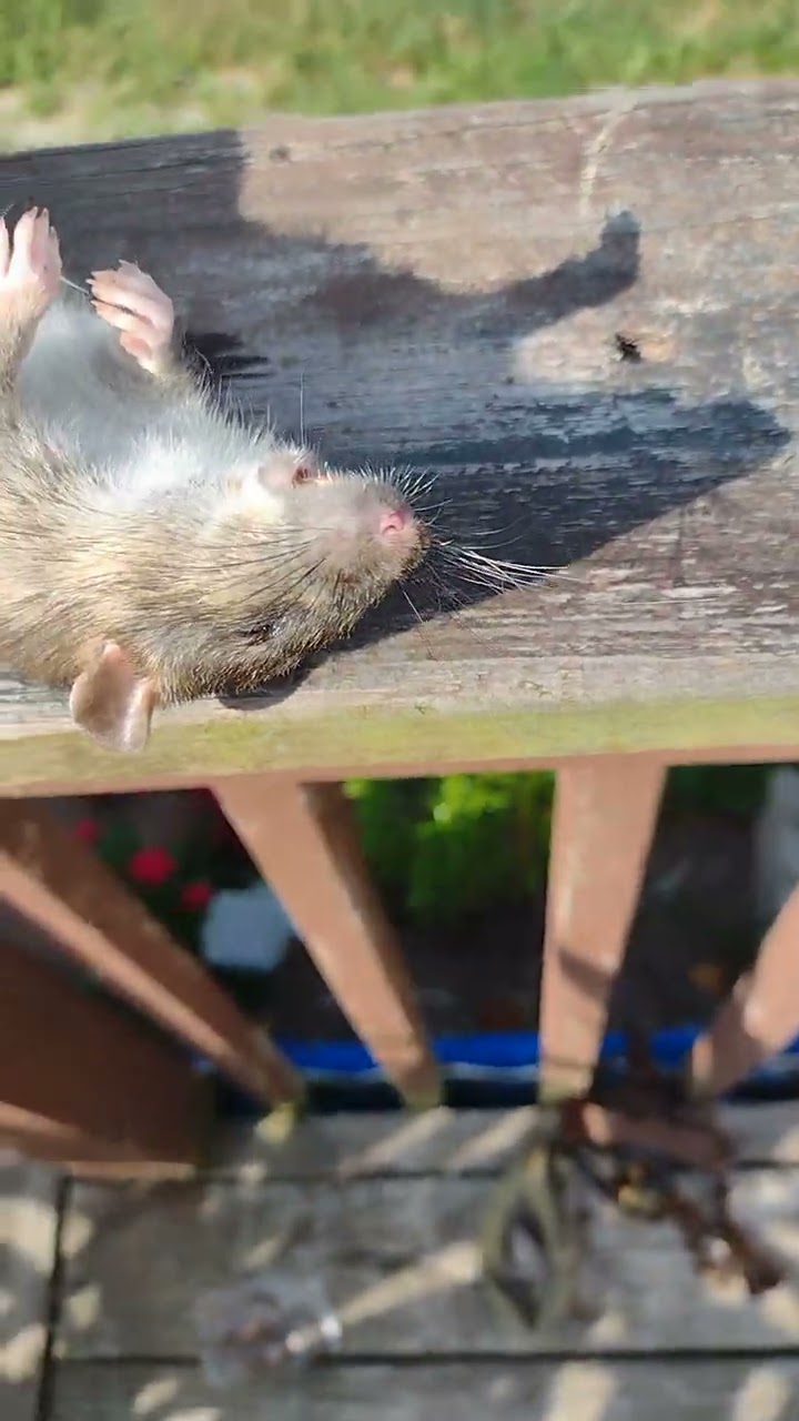 baking soda rat poison recipe