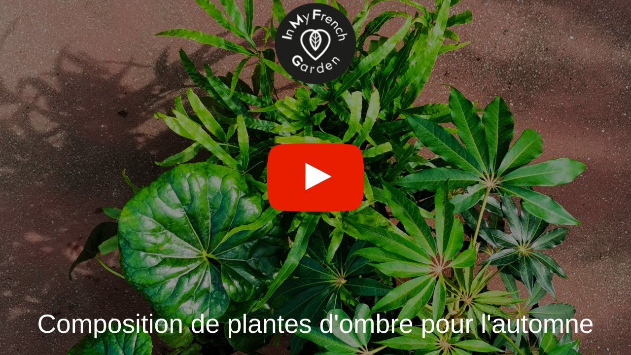 Une composition d'arbustes persistants à l'allure exotique pour cet automne