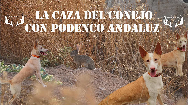 🎥• RABBIT HUNTING WITH ANDALUSIAN HOUND• (Solognac Málaga Team) 🇪🇸