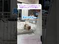 【奇跡】16年間、外でしかトイレ出来なかったお婆ちゃんチワワが驚きの進化！