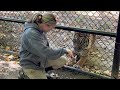 October 3, 2025 Sumatran Tiger Kemala