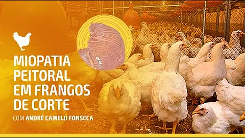 O que é miopatia em frango?