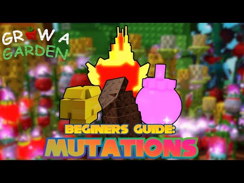 Beginners Guide to