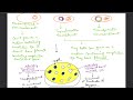 Blue White Screening for selection of Recombinant