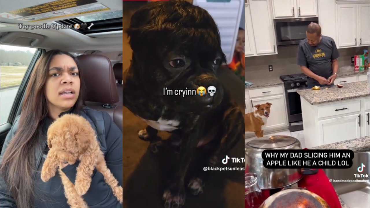 Black Women and Their Pets | Funny tiktok compilations 