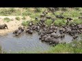 Wild Animals Sharing Water Hole Together