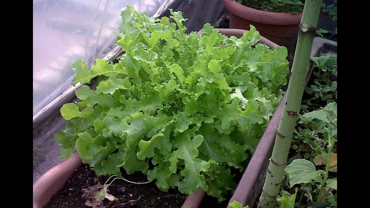 Alface mimosa 54 cm, flor do morango, rúculas, coentros em pequena estufa YouTube Alface mimosa 54 cm, flor do morango, rúculas, coentros em pequena estufa YouTube