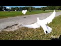50 Mile Toss - White Racing Pigeons