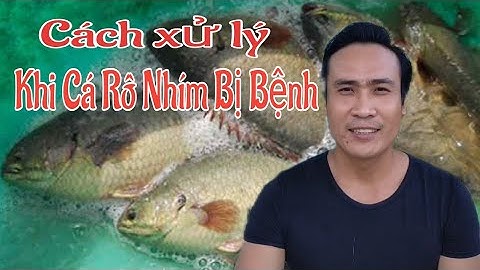 Chia Sẻ Cách Xử Lý Đầu Tiên Khi Phát Hiện Cá Rô Đầu Nhím Chết || Cá Rô Nhím Nuôi Trên Bể Bạt