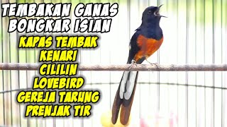 KRETEKAN murai batu sambung TEMBAKAN gacor isian Cililin Kapas Tembak Kenari Lovebird auto NYAUT