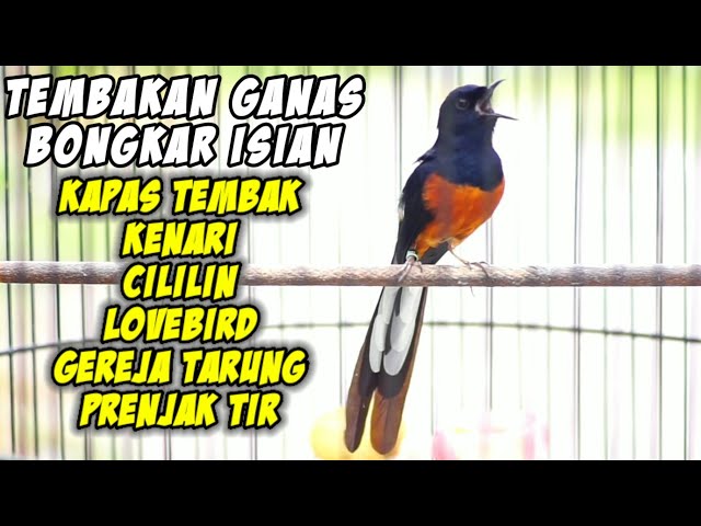 KRETEKAN murai batu sambung TEMBAKAN gacor isian Cililin Kapas Tembak Kenari Lovebird auto NYAUT class=