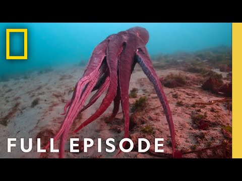 Shapeshifters: Octopus Superpowers (Full Episode) | Secrets of the Octopus