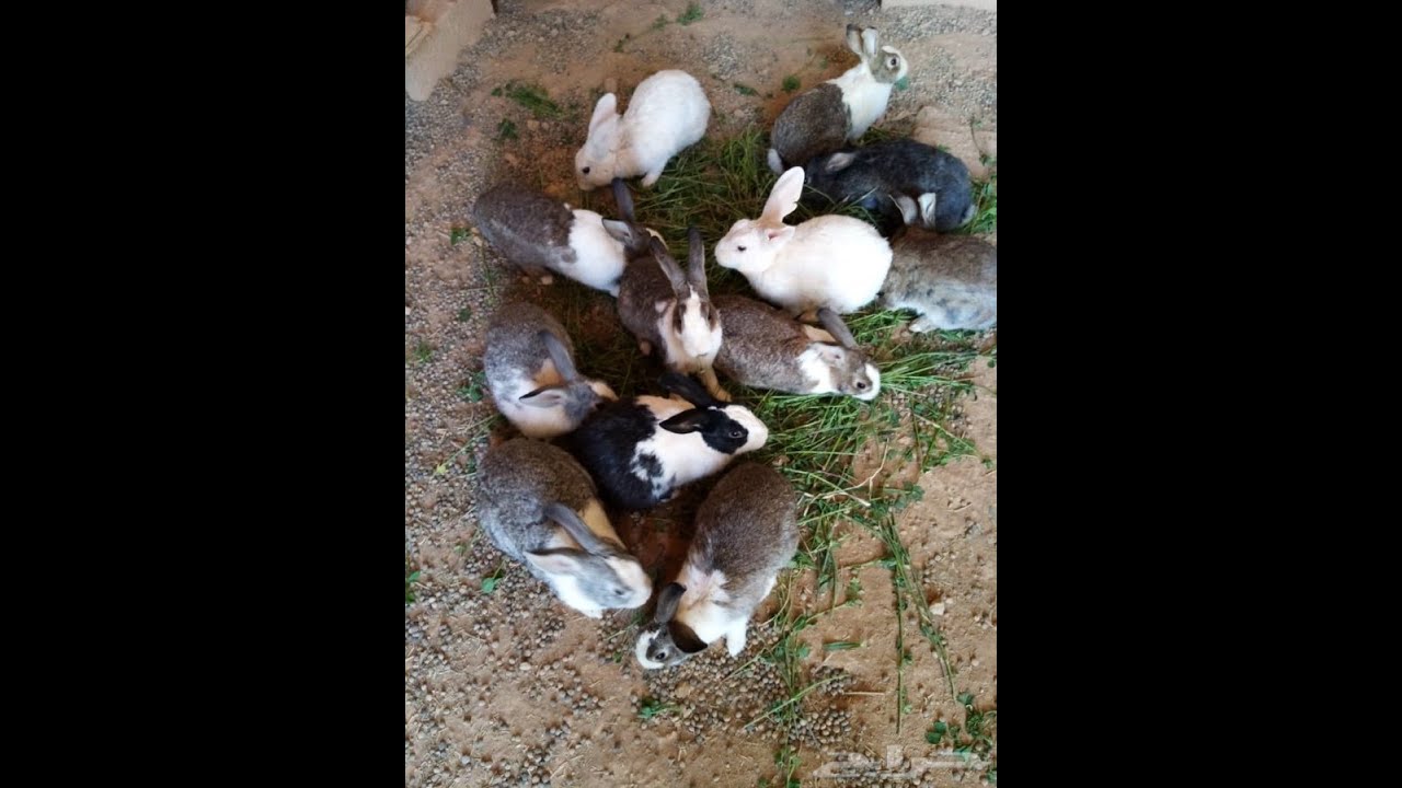 فايده الرده الخشنه والشعيرفى تربيه الارانب علاج الارانب بالاعشاب