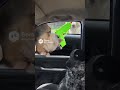 Chronic pulling up on his opps #fypシ #dogfunnyvideos #dogvideos #dogtoys #ai