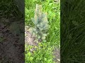 Picea pungens 'Iseli Fastigiate' #nature #juniperus #garden #conifer