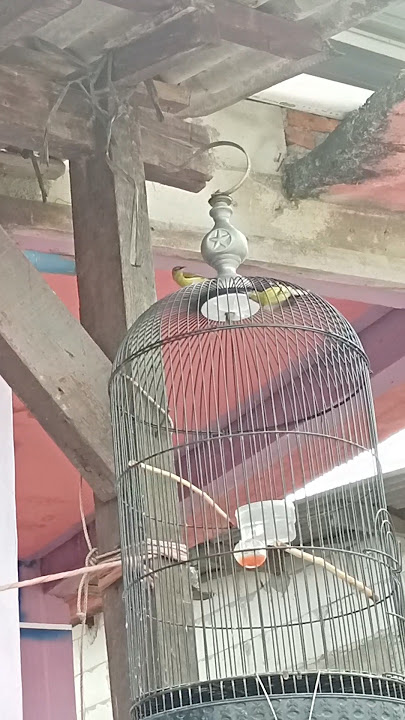 TAMU TAK DI UNDANG!!!BANDANGAN KONIN IJOAN #hobiburung #konin #shorts