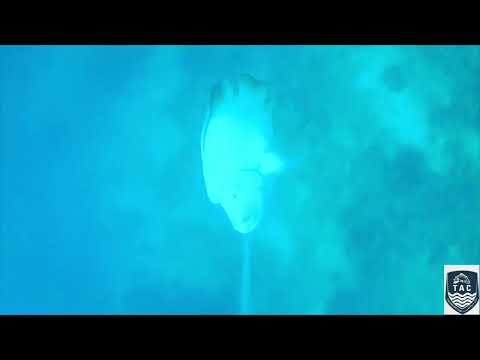 الأعماق الخفية للبحر الأحمر كشف أسرار سمكة نابليون