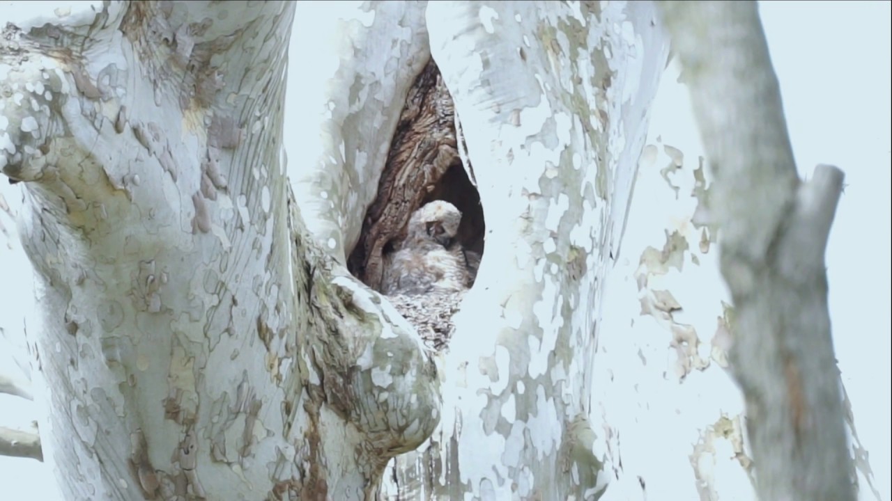 Young Great Horned Owls Mount Joy, PA 4/19/20 YouTube