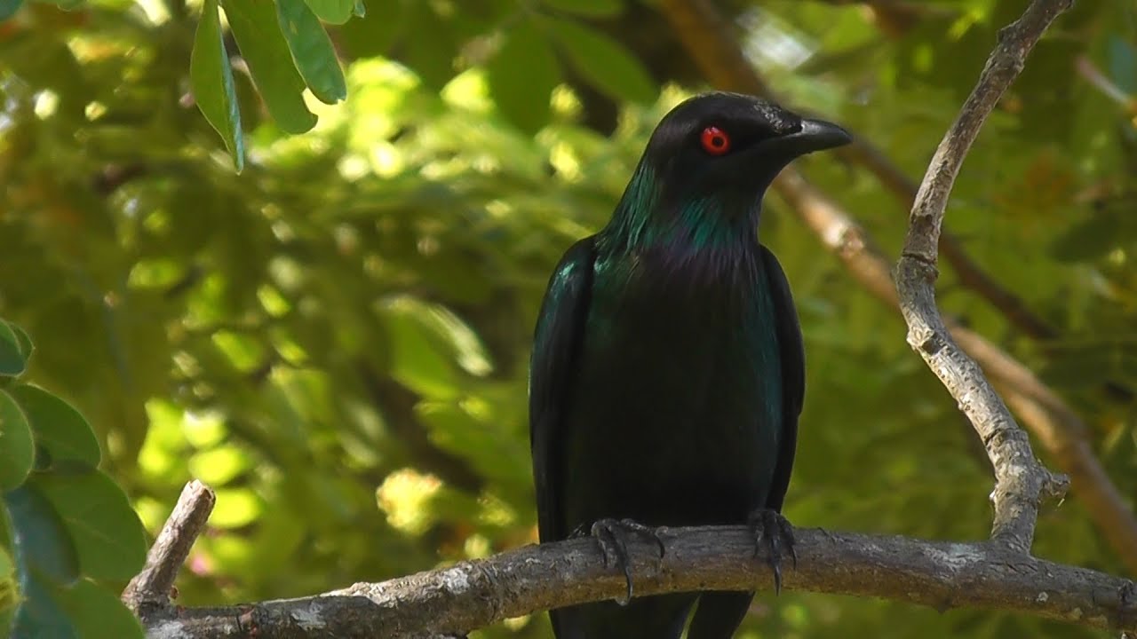 Shining Starling HD (Aplonis metallica ) Video Clip 2/2 Tim Siggs ABVC Australian Bird Media.