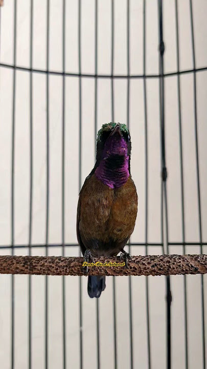 KONIN GACOR ISIAN LOVEBIRD SAMBUNG CIBLEK #koninisian #lovebird #ciblek