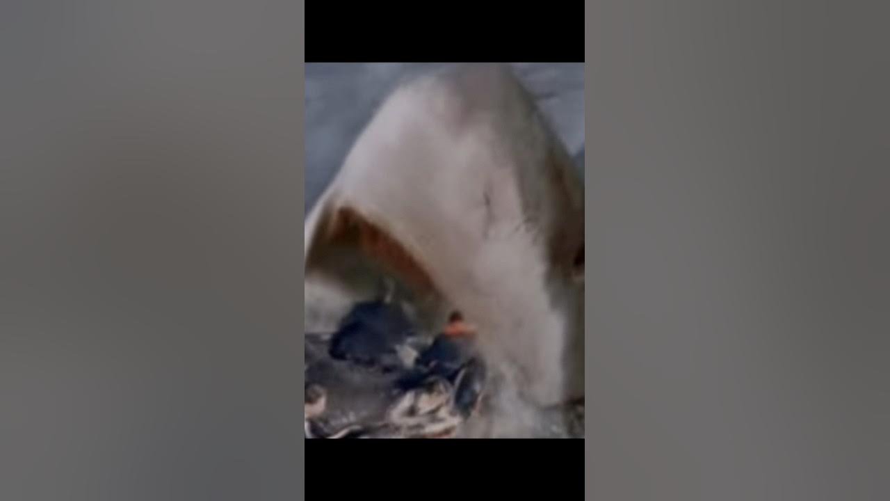 Megalodon in real life - YouTube
