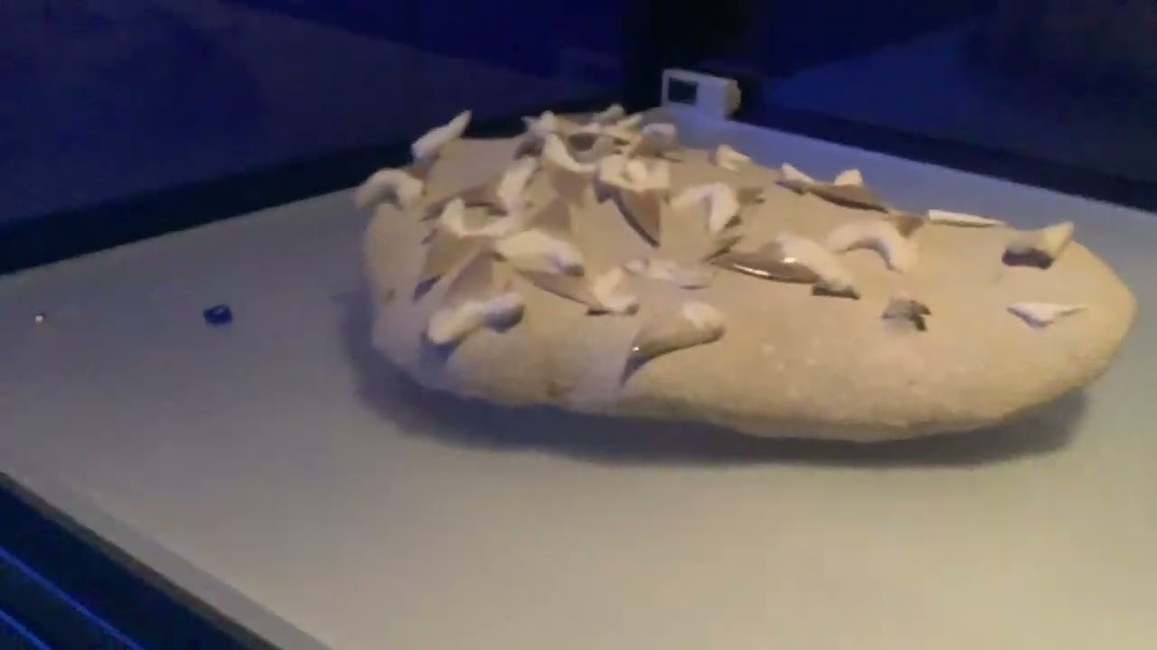 Field Museum Jurassic oceans Exhibit YouTube