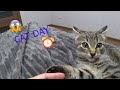 my CAT&#39;S day. День кота) Чем занимается Мурзик?