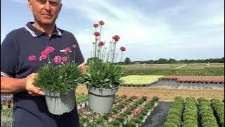 Armeria maritima Armada & pseudarmeria Ballerina Red