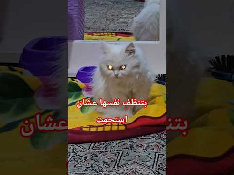 قطة للتيني   اقنباسات قطط  اكسبلور  تربية القطط قطة