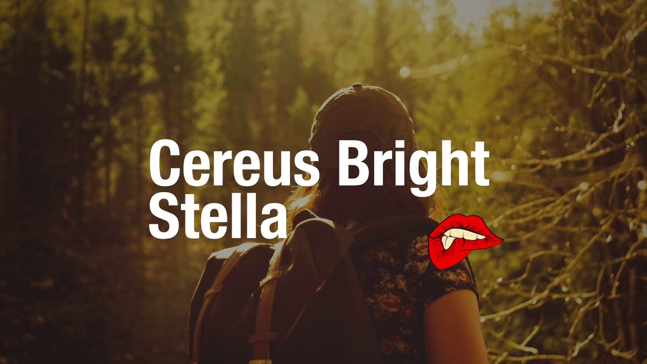 Cereus Bright - Stella