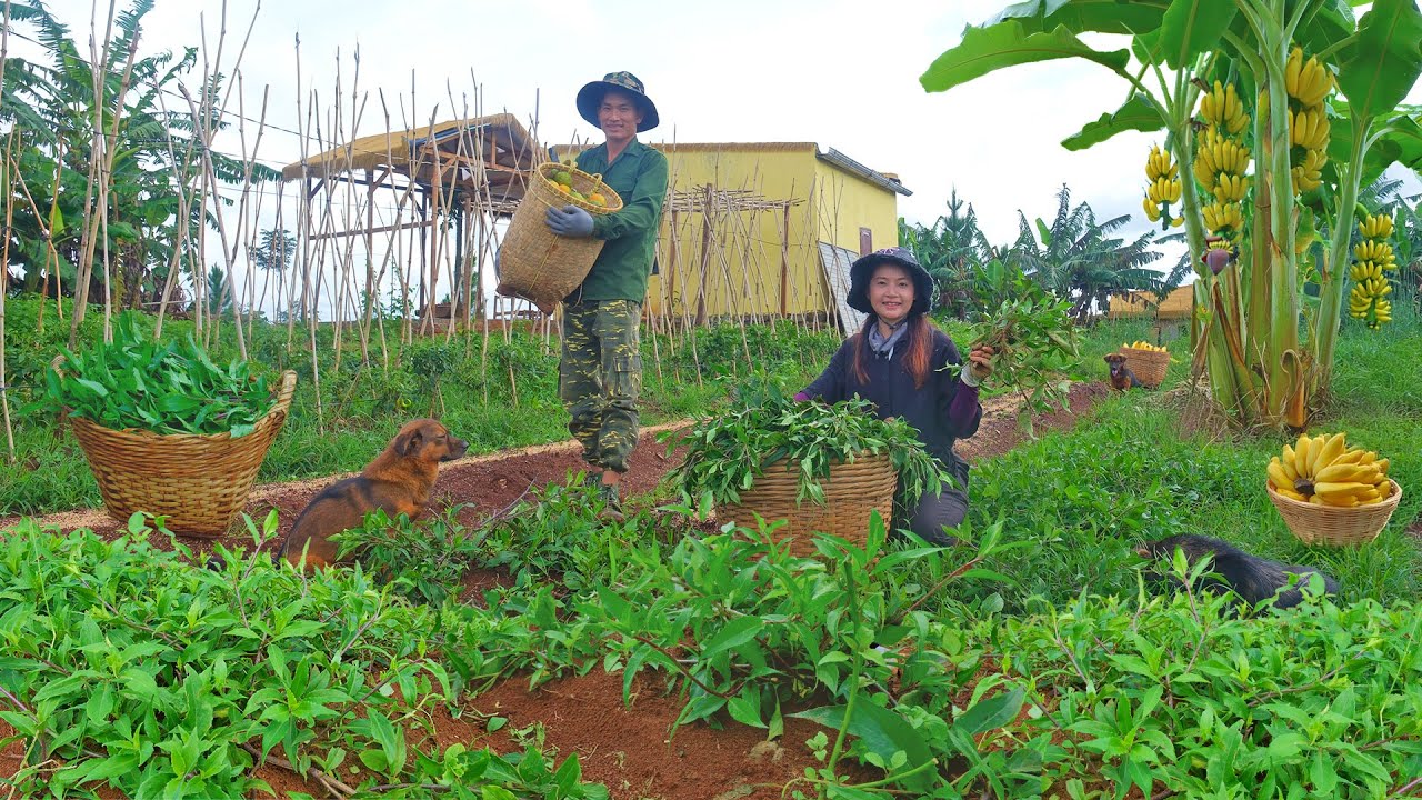 Harvest Wild Herb And Bananas With My Brother To Sell At The Market, Cook, Garden, Raise Animals.