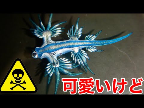 「TANDEY」雨のリュウグウエトワールブルー TANDEY」雨のリュウグウエトワールブルーの通販 by いっちゃん's shop