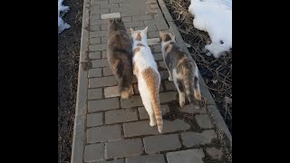 Stories of country cats  We're just walking