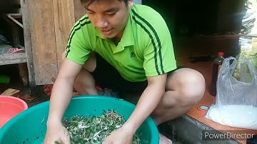 Cá ốt (đồ) món ăn đặc trưng của người mường Hòa Bình