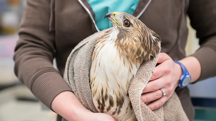 Cornell experts help red-tailed hawk overcome lead...