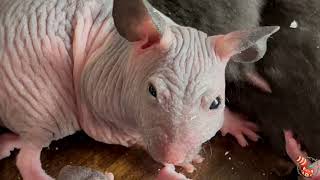 🐹 Golden Hairless Hamster - Let's talk about this adorable breed 🐹 by Saber Animal 878 views 1 year ago 6 minutes, 10 seconds