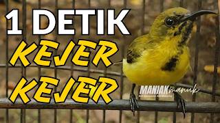 HITUNGAN DETIK KEJER KEJER !! PANCINGAN SOGON TROTOL BIANG EMOSI